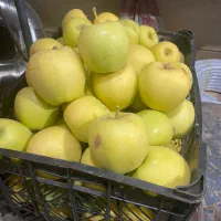 سیب پاییزه