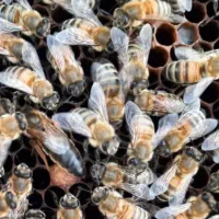 زنبور نژاد دار