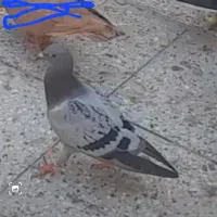 کبوتر گم شده