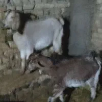 دو عدد بزغاله ماده|حیوانات مزرعه|خاوه, |دیوار