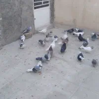 کفتر پرشی تهرانی|پرنده|شهریار, شهرک مصطفی خمینی|دیوار