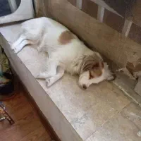 سلام واگذاری سگ نژاد آشپیتز هنوز توله هس