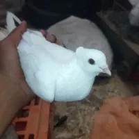 کبوتر