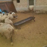 ۱۲ راس میش.بره دار|حیوانات مزرعه|مرودشت, نقش رستم|دیوار