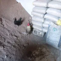 مرغ و خروس