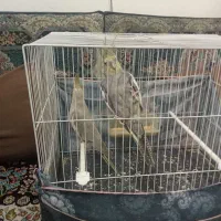 عروس هلندی