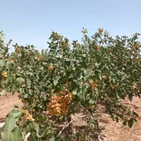 خرید و فروش زمین کشاورزی در استان قم وحومه|فروش دفتر صنعتی، کشاورزی، تجاری|قم, بکایی|دیوار