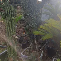 فروش کاکتوس صخره ای|گل و گیاه طبیعی|سلمانشهر, |دیوار