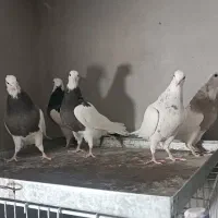 کفتر جوان طوقی|پرنده|قم, بکایی|دیوار