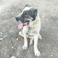 سگ آلابای نر