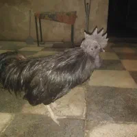 خروس ایام سمانی