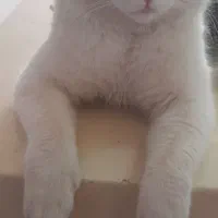 گربه خونگی