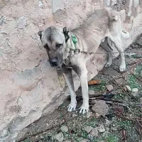 سگ سرابی|سگ|خرم‌آباد, |دیوار