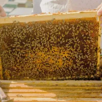 عسل طبیعی میانه خرید مستقیم از زنبورداری