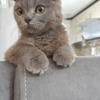 گربه اسکاتیش فولد اصل ماده چشم نارنجی|گربه|کرمان, |دیوار