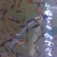 ماهی گوپی کوی و کت پوزه بوته ای