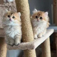 بچه گربه های( اسکاتیش بریتیش پرشین)