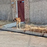 سگ گله معاوضه