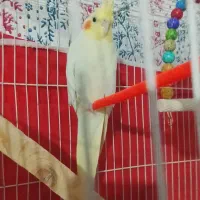 عروس هلندی نر دستی