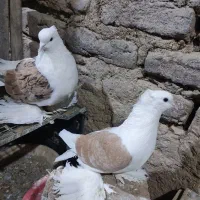 پاپر|پرنده|لالجین, |دیوار