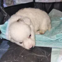 پامر اشپیتز|سگ|تهران, هوانیروز|دیوار