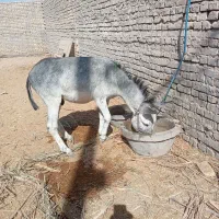 فروش اسب والاغ|اسب و تجهیزات اسبسواری|بافق, |دیوار