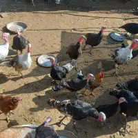 بوقلمون های نر و ماده|حیوانات مزرعه|سنگر, |دیوار