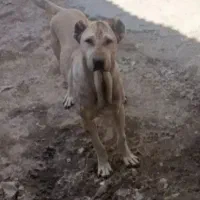 ماده سرابی اصیل