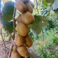 غذای زمین