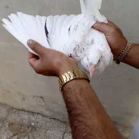 جوجه سرونج نر|پرنده|نیشابور, راه آهن|دیوار