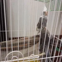 جوجه عروس هلندی سه ماهه|پرنده|ری, سیزده آبان|دیوار