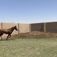 کود اسب