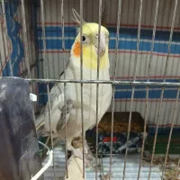 یک جفت عروس هلندی  تازه جفت انداخته