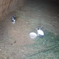 خرگوش