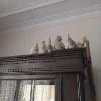 ۲ عدد عروس هلندی  نرو ماده  ۱ ساله