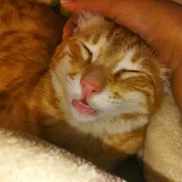 واگذاری گربه دی اس اج خانگی|گربه|سقز, |دیوار