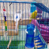 یک جفت مرغعشقباقفسمعاوضهباعروسهلندیماده|پرنده|الوند, |دیوار