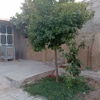 فروش خانه|فروش خانه و ویلا|داراب, |دیوار