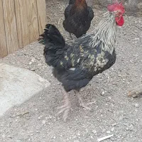 خروس جوان