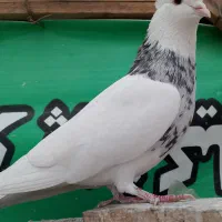 کبوتر طوقی|پرنده|محمدشهر, ولدآباد|دیوار