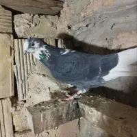 کبوتر پرشی روزگاری|پرنده|خمینیشهر, |دیوار