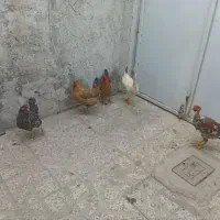 مرغ و خروس