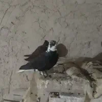 بشرط‌جوجه‌وگشت|پرنده|پاپی, |دیوار