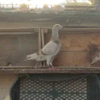 یک جفت مسافتی سخریج