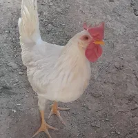 خروس