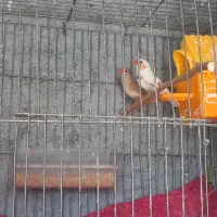 پرنده|پرنده|نورآباد ممسنی, |دیوار