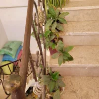 گل ها فروشی|گل و گیاه طبیعی|کاشمر, |دیوار