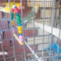 طوطی برزیلی مولد و خوشکل