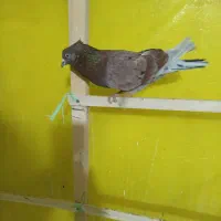 سه تا کفتر آس دوتا ماده سرخ خال سرور نره