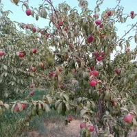 باغ گردو ومیوه مخلوط سندار|فروش زمین و ملک کلنگی|شاهین دژ, |دیوار